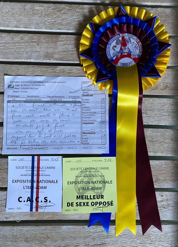 CH. Nomechan Nadis-lamleh - 1er Excellent CACS BOS
