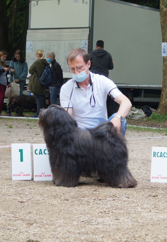 CH. Nomechan Nadis-lamleh - 1er Excellent CACS BOS