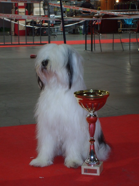 CH. Nomechan Dali-zane - 1 er Excellent CAC/CACIB