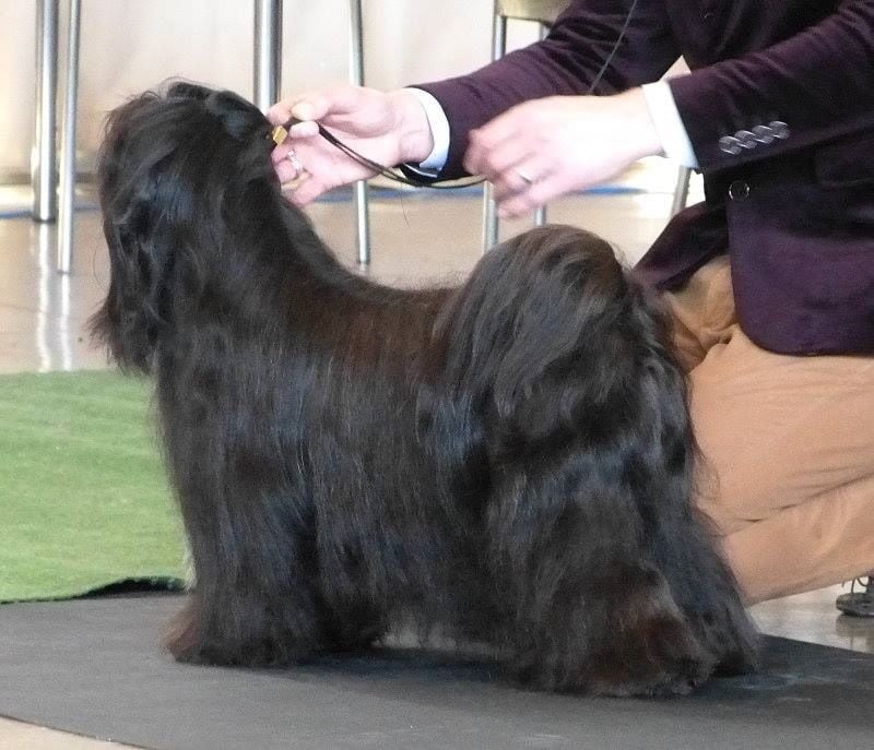 CH. Nomechan Gyä-nada-lamleh - 1er exc CAC VDH &CAC ILT BOS