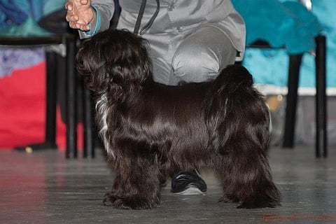 CH. Nomechan Gyä-nada-lamleh - 2 éme Excellent Classe Jeunes