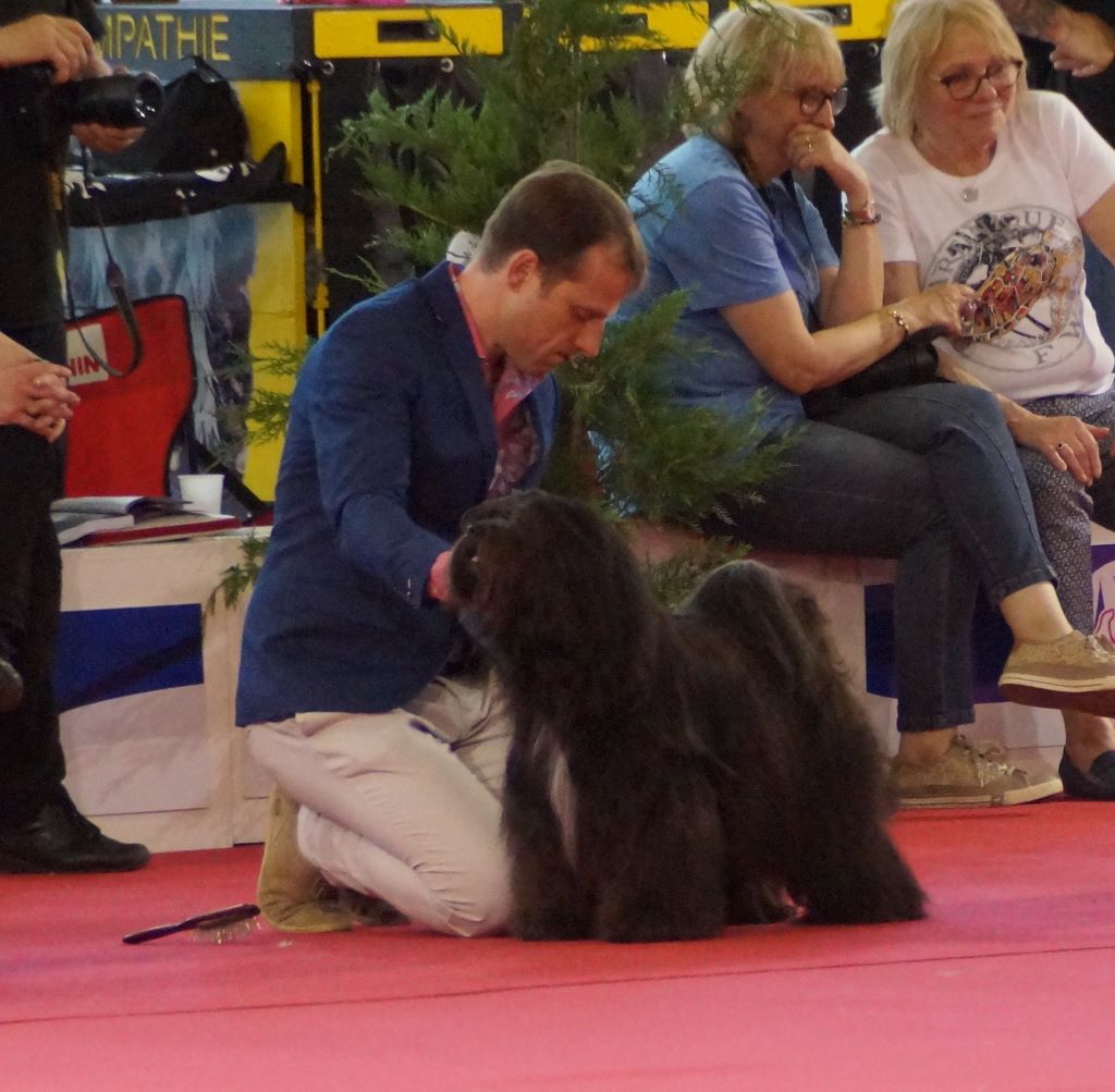 CH. Nomechan Nadis-lamleh - 1er Excellent CACS Meilleur de race