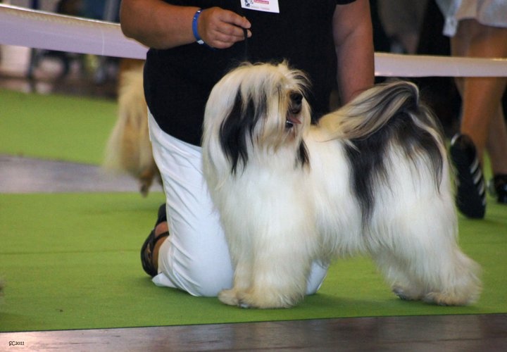 CH. Nomechan Dali-zane - 4 éme Excellent Classe ouverte