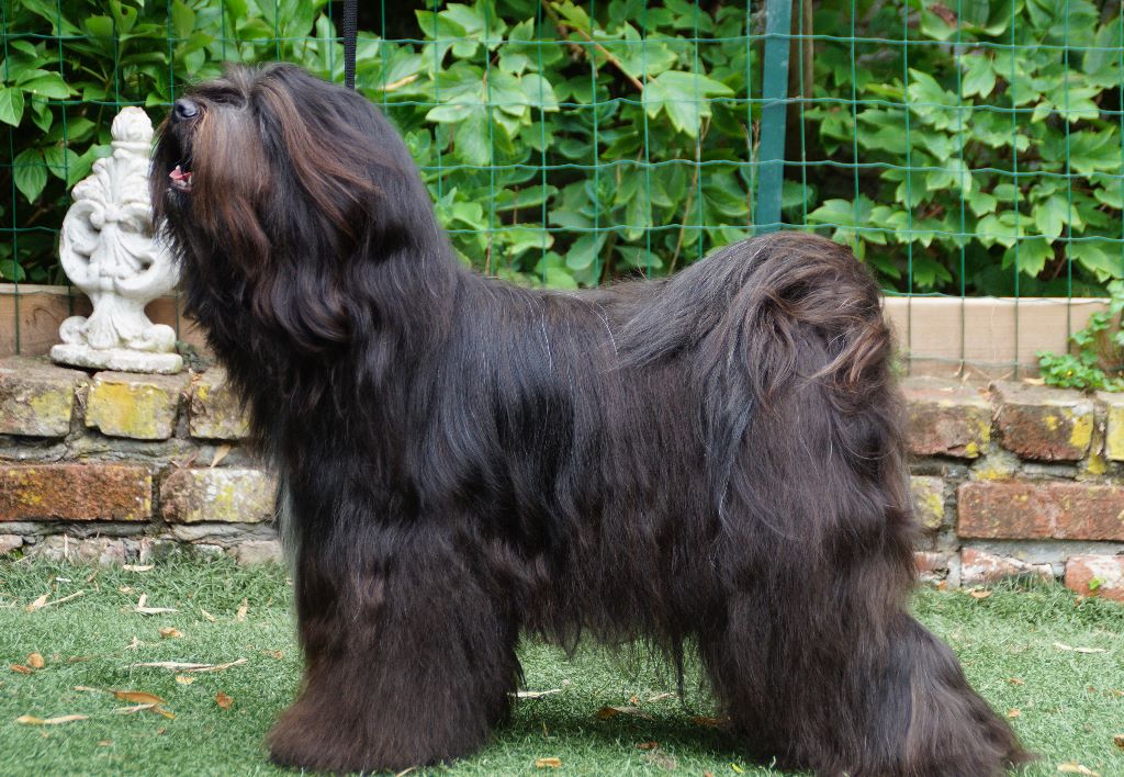 CH. Nomechan Nadis-lamleh - 1er Excellent CI CACS BOB