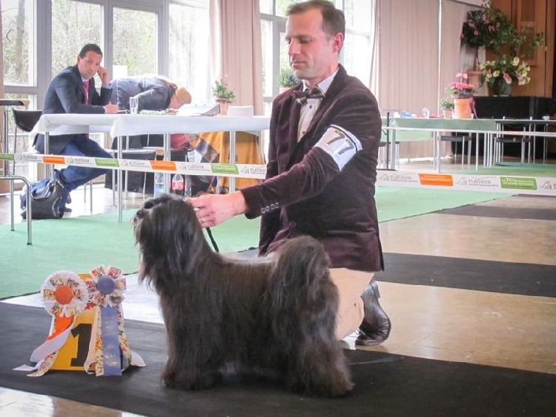 CH. Nomechan Gyä-nada-lamleh - 1er EXC CAC VDH§CAC ILT meilleur de race meilleur du club ILT