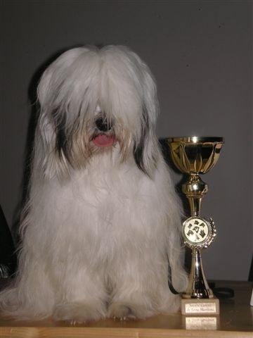 CH. Nomechan Dali-zane - 1 er Excellent CACS BOB