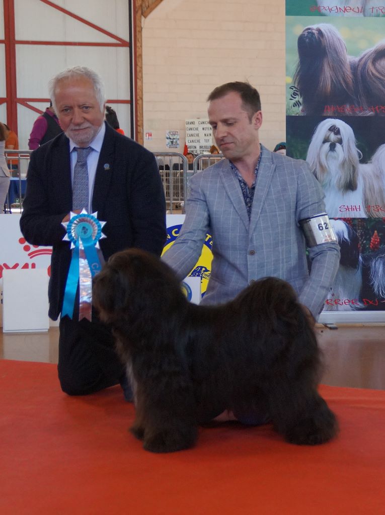 CH. Nomechan Nadis-lamleh - 1er Excellent CAC CACIB BOB