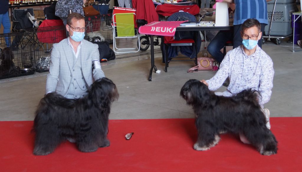 CH. Nomechan Nadis-lamleh - 1er Excellent CACS Meilleur de race