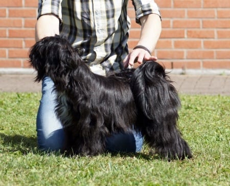 CH. Nomechan Gyä-nada-lamleh - 1ére Très Prometteur Meilleur Puppy