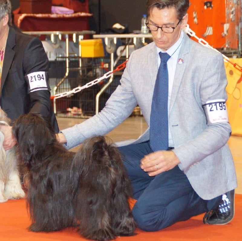 CH. Nomechan Gyä-nada-lamleh - 1er Exc CACIB meilleure femelle