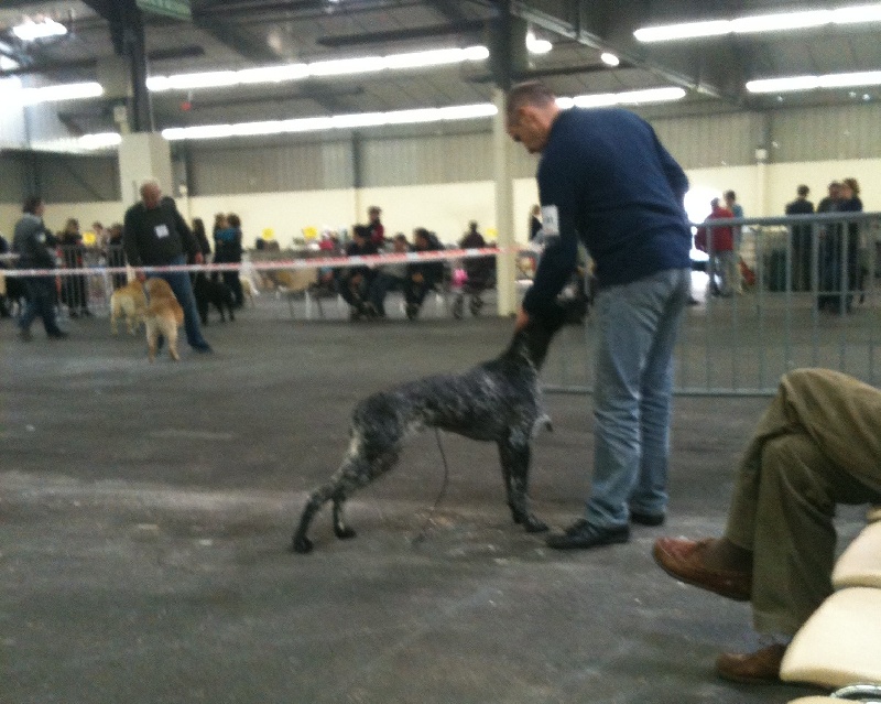Déesse du Marais de Gargouille - CACS-CACIB Meilleur de Race