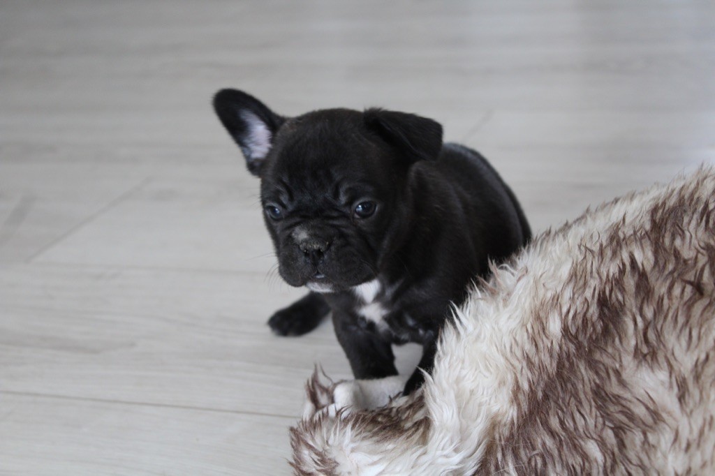 CHIOT - Bouledogue français