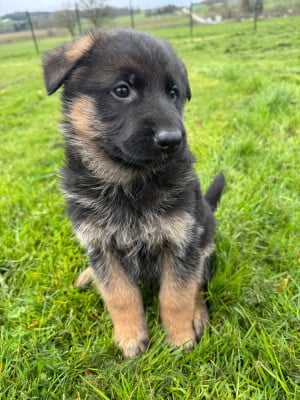 Les chiots de Berger Allemand