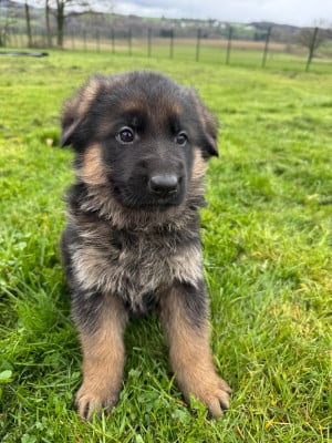 Les chiots de Berger Allemand