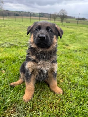 Les chiots de Berger Allemand