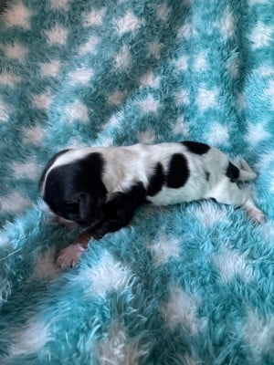 Les chiots de Cocker Spaniel Anglais