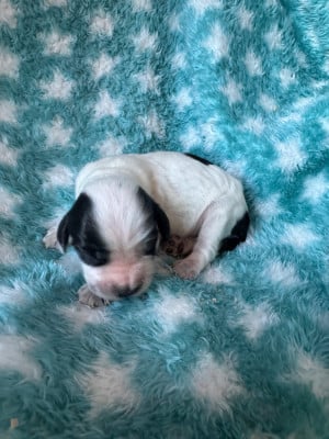 Les chiots de Cocker Spaniel Anglais