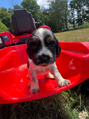 Les chiots de Cocker Spaniel Anglais