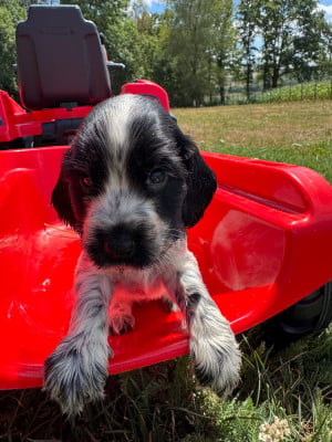 Les chiots de Cocker Spaniel Anglais