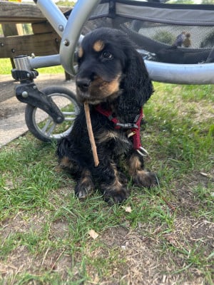 Les chiots de Cocker Spaniel Anglais