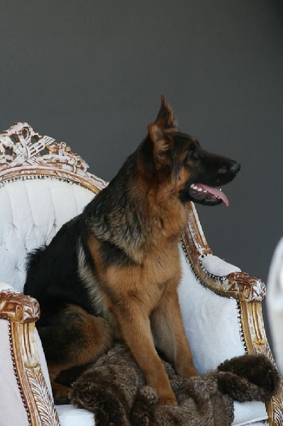 Accueil Elevage De La Ptite Mosellane Eleveur De Chiens