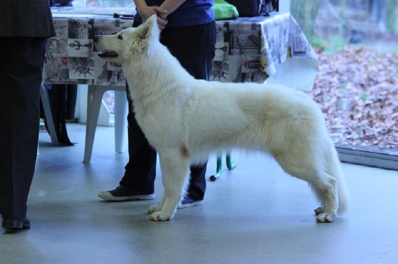 Publication : des Ecuries du Conti Auteur : Julie CLAUDON