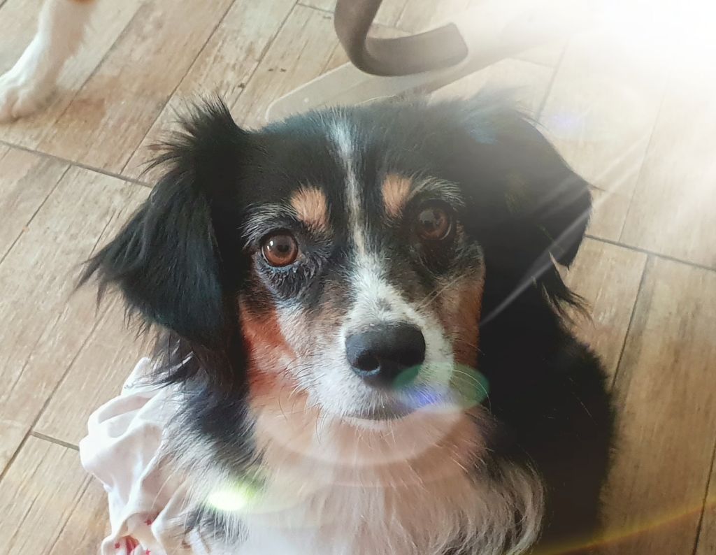 Publication : des Ecuries du Conti