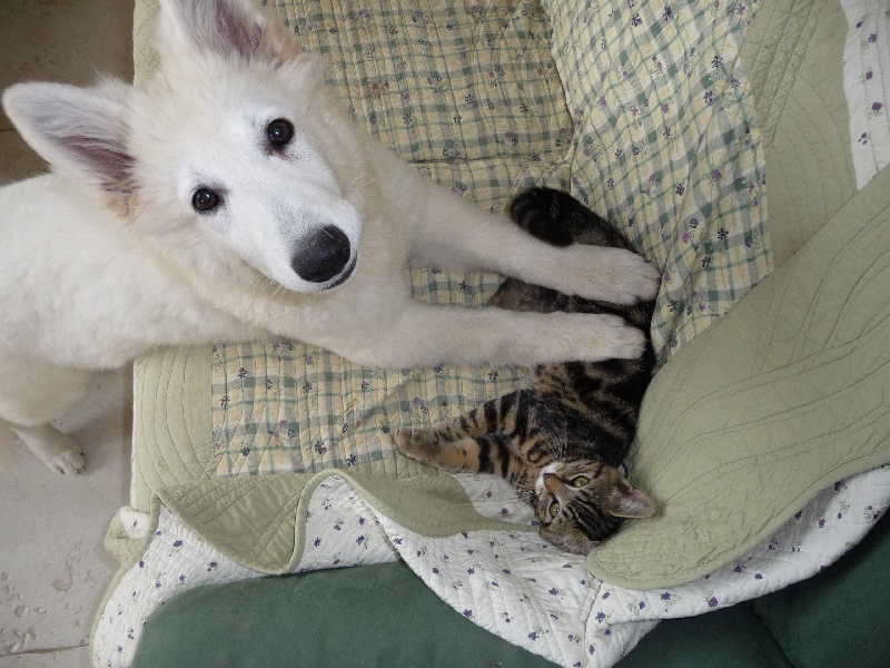 Photo Elevage Et Pension Canine Des Ecuries Du Conti