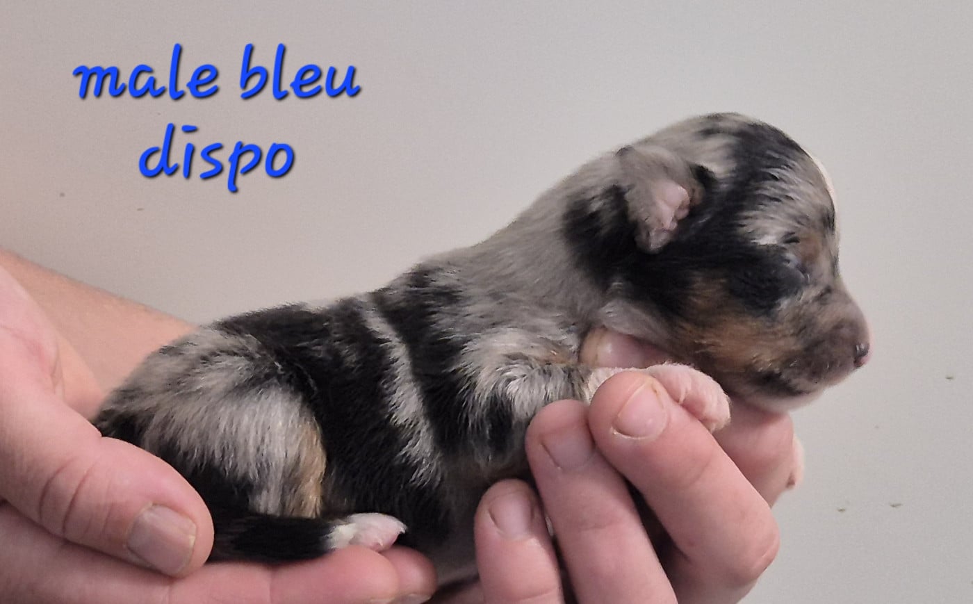 Chiot N°1 - Berger Américain Miniature