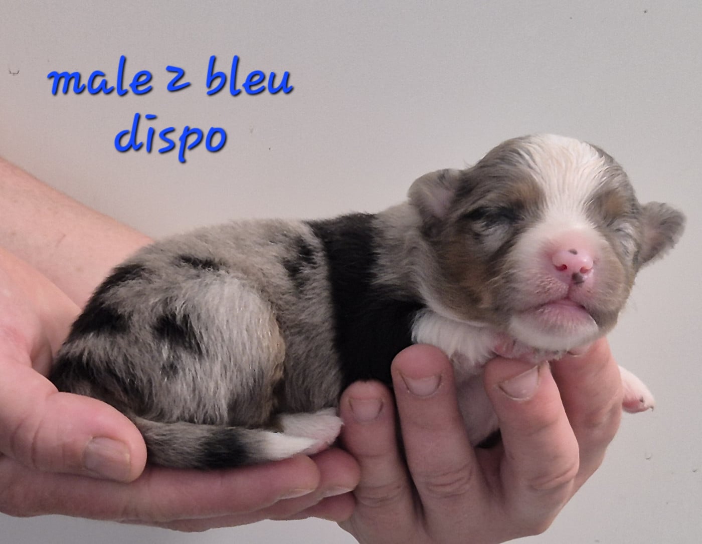 Chiot N°2 - Berger Américain Miniature