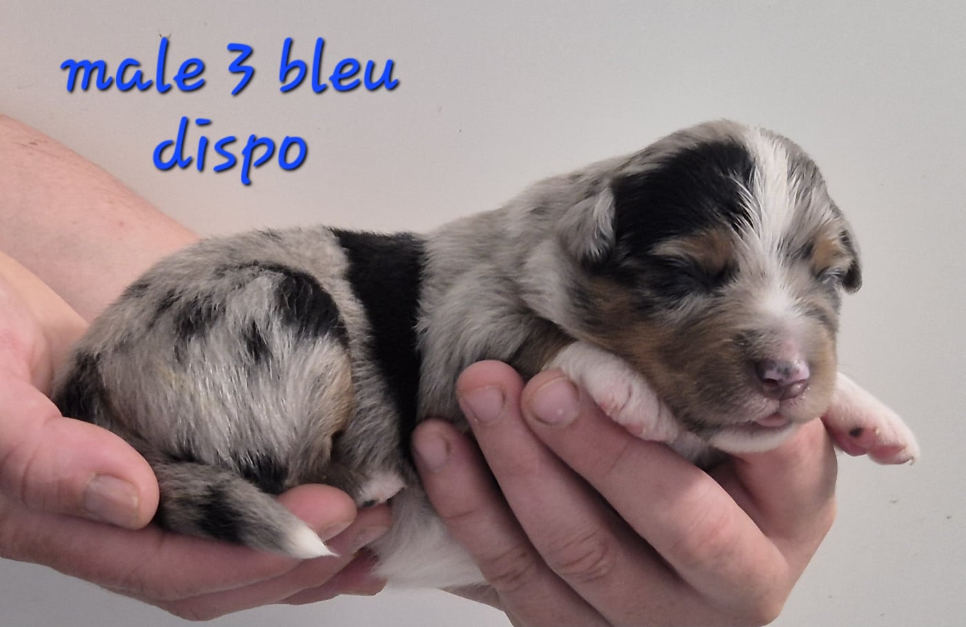 Chiot N°3 - Berger Américain Miniature