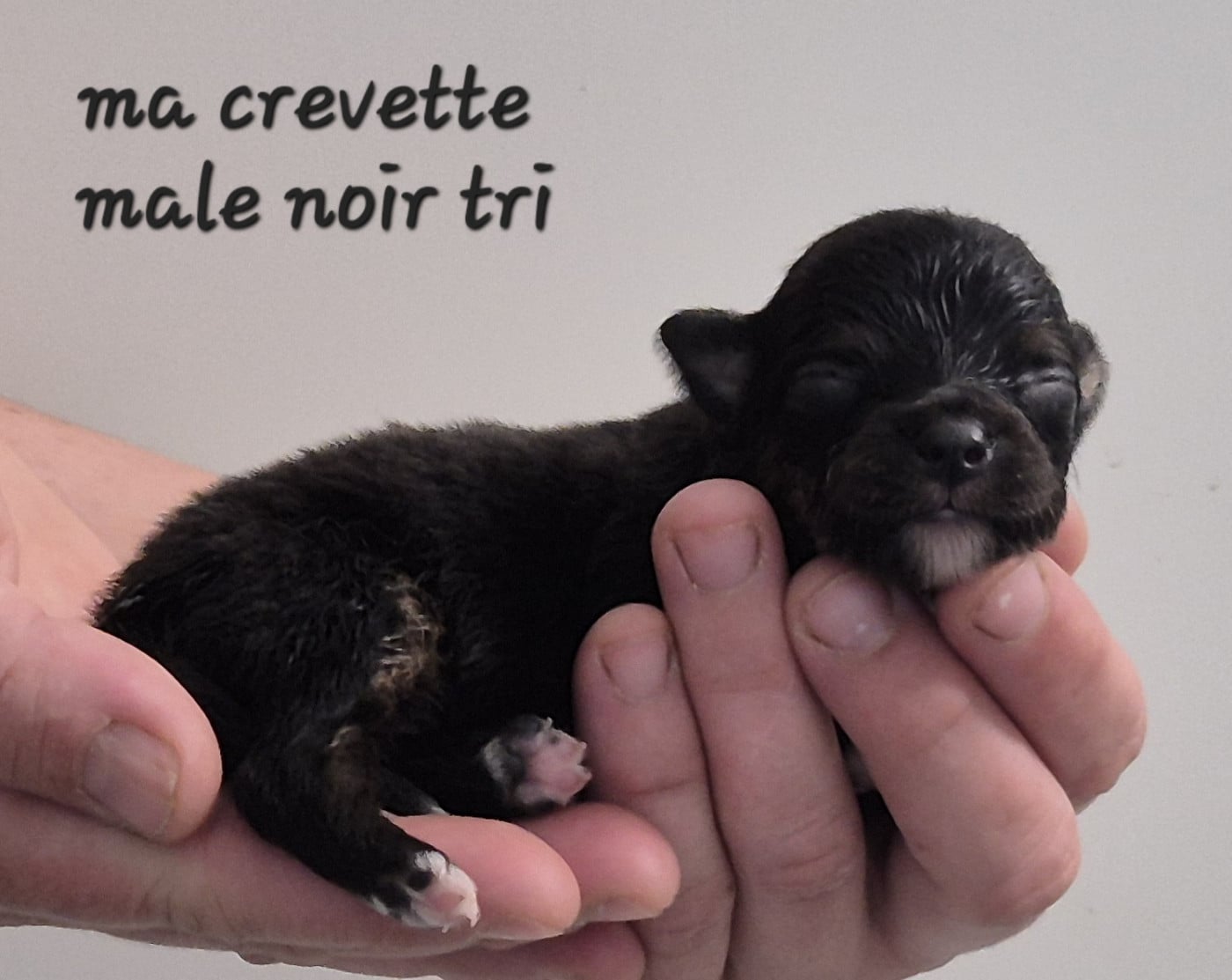 Chiot N°4 - Berger Américain Miniature