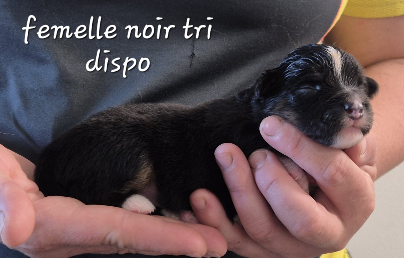 Chiot N°6 - Berger Américain Miniature
