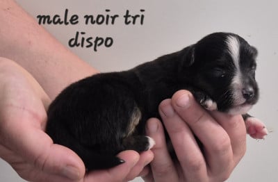 Les chiots de Berger Américain Miniature