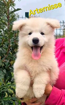 Les chiots de Berger Blanc Suisse