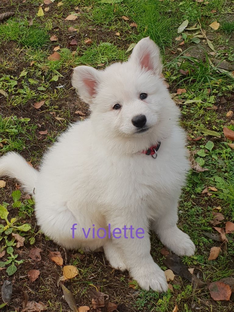 Accueil Elevage Et Pension Canine Des Ecuries Du Conti