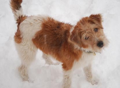 Publication : Des rêves de nomélis Auteur : eugenie Machet