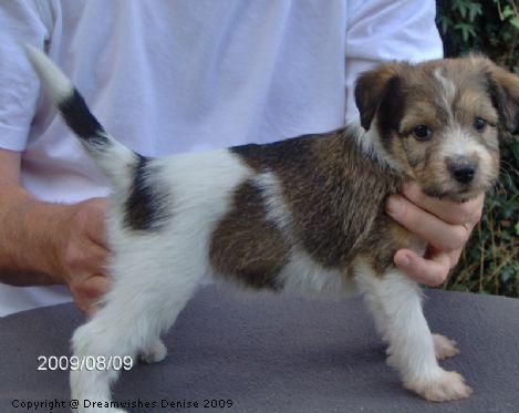 Publication : Des rêves de nomélis Auteur : eugenie Machet