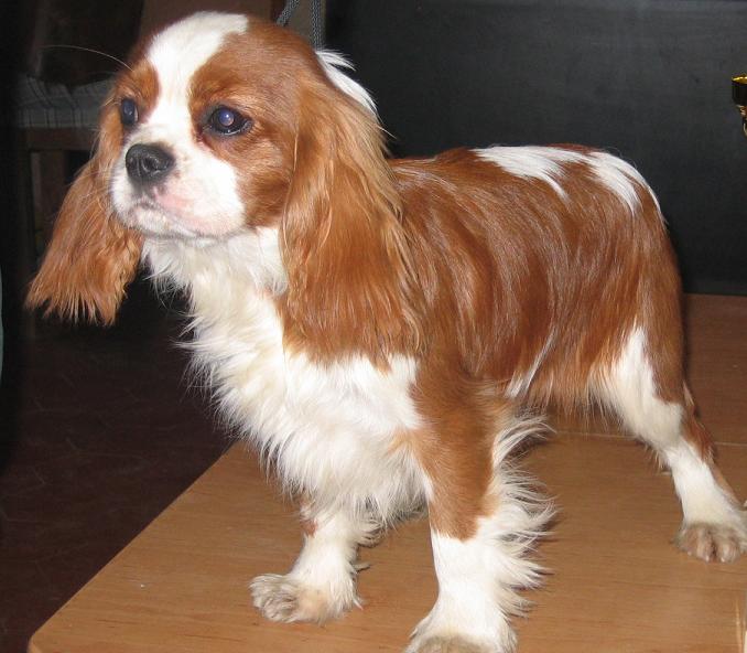 Publication : Des rêves de nomélis