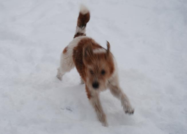 Publication : Des rêves de nomélis Auteur : eugenie Machet