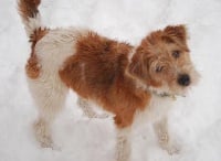 Étalon Kromfohrländer - pophams Vesta dit Kitty