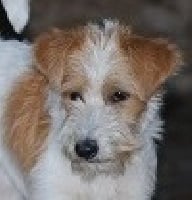 Étalon Kromfohrländer - popham's Babben