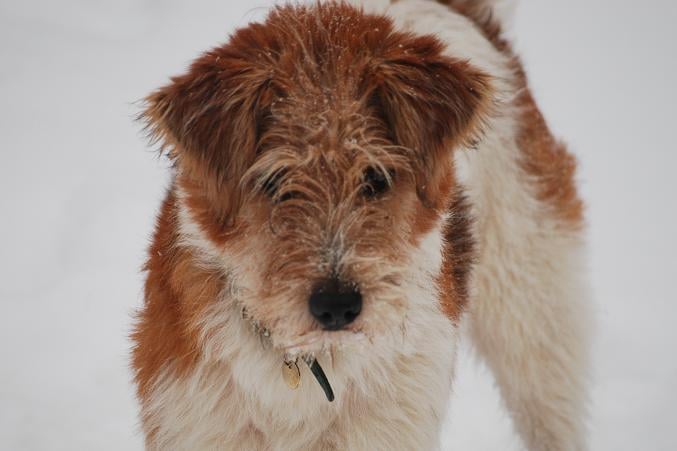 Publication : Des rêves de nomélis Auteur : eugenie Machet