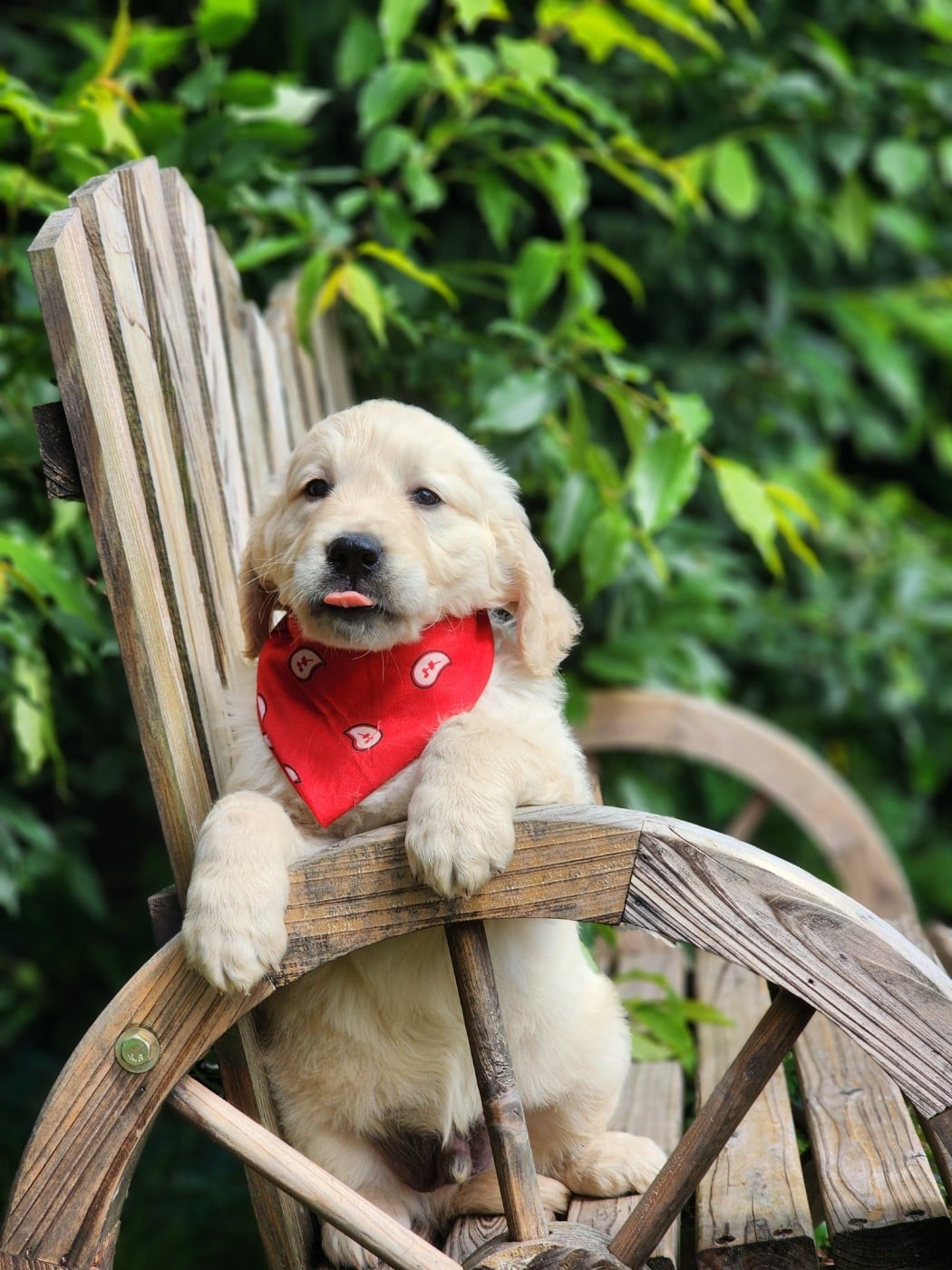 Chiot N°3 - Golden Retriever