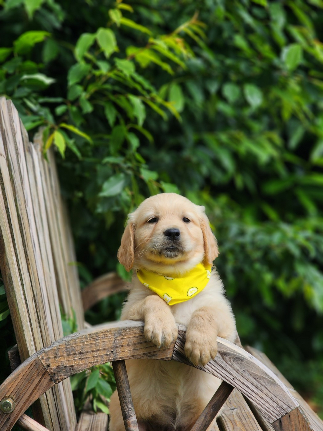 Chiot N°5 - Golden Retriever