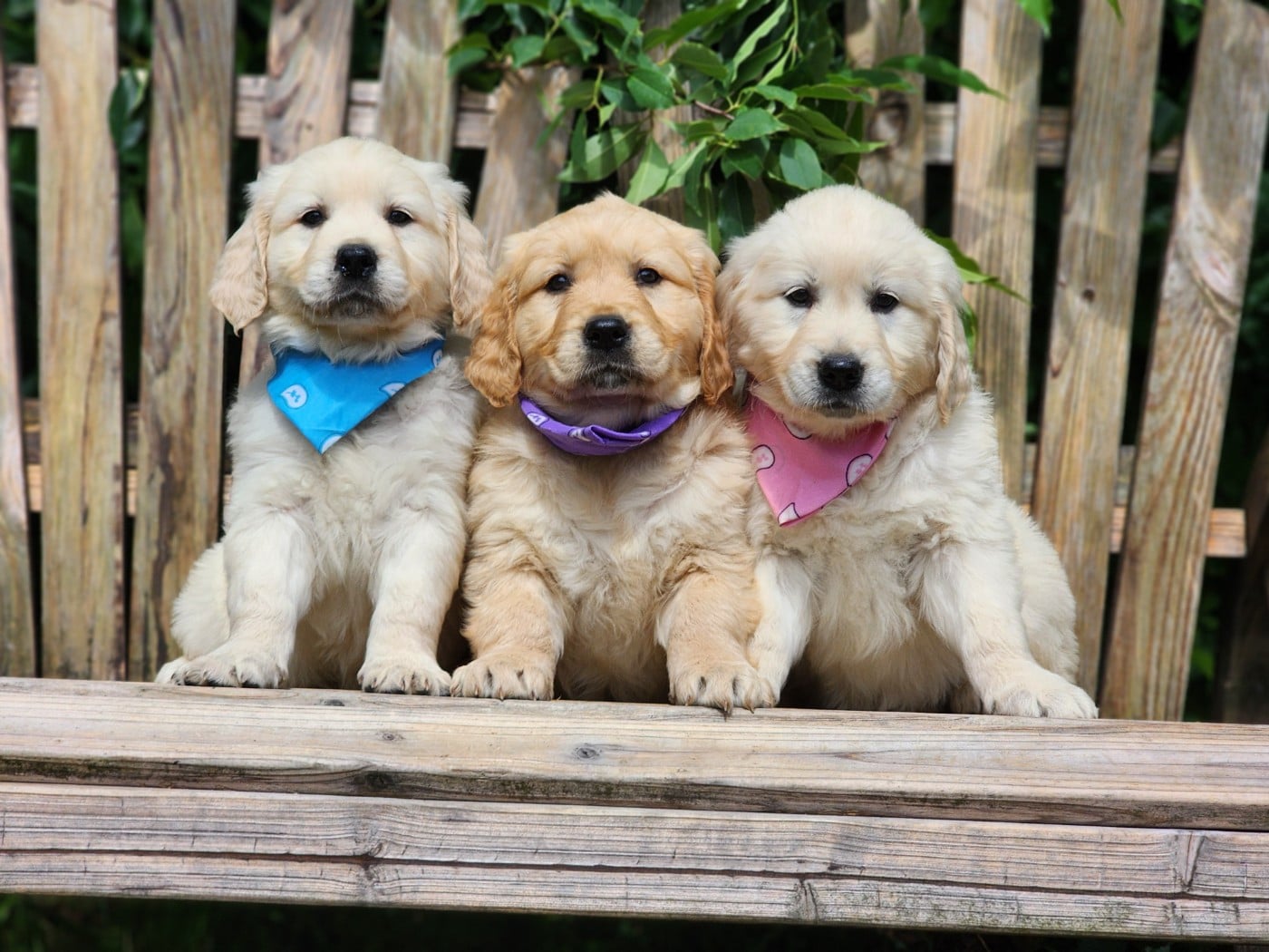Golden Retriever - des Anges de la Claie