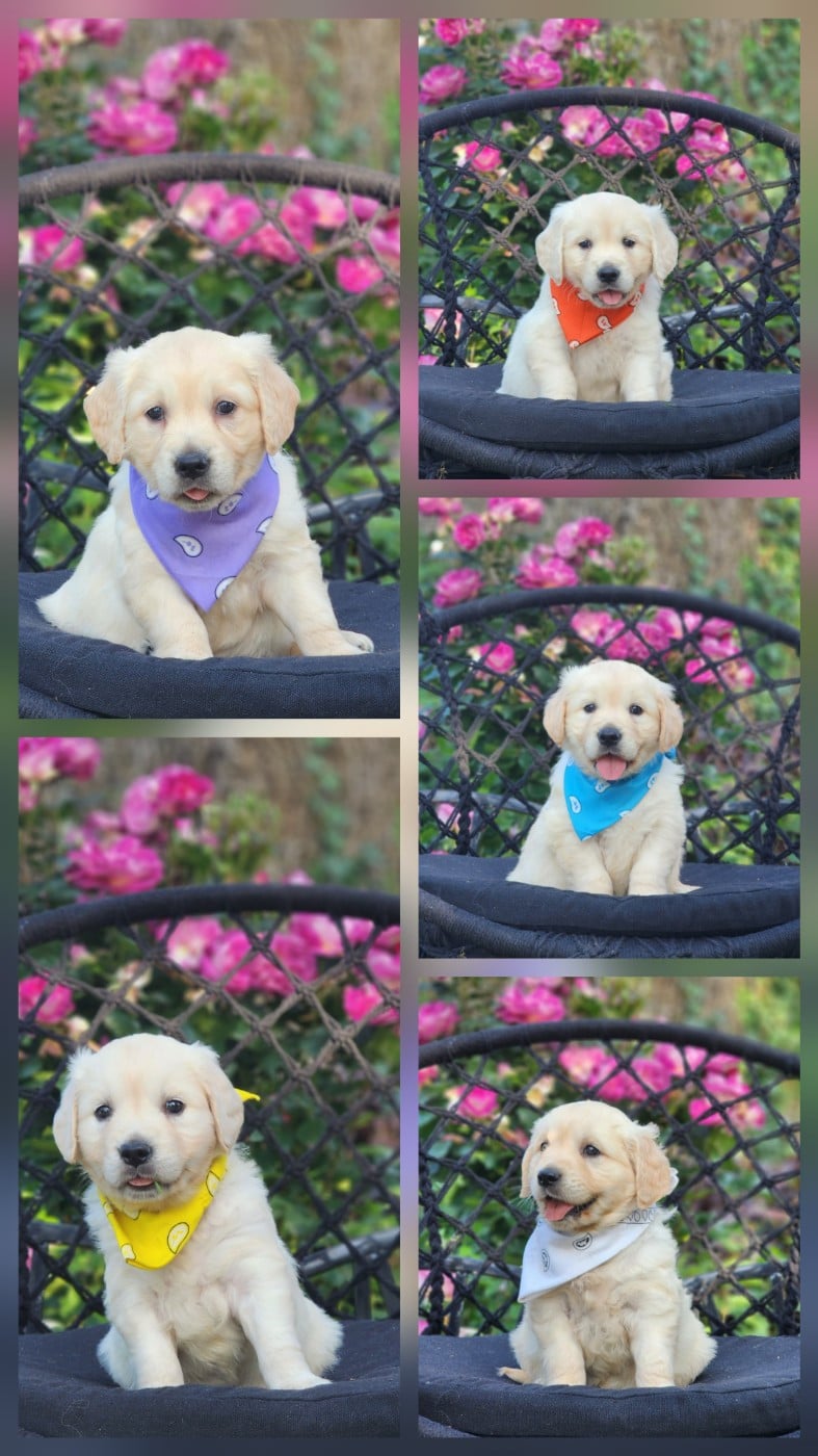 Golden Retriever - des Anges de la Claie