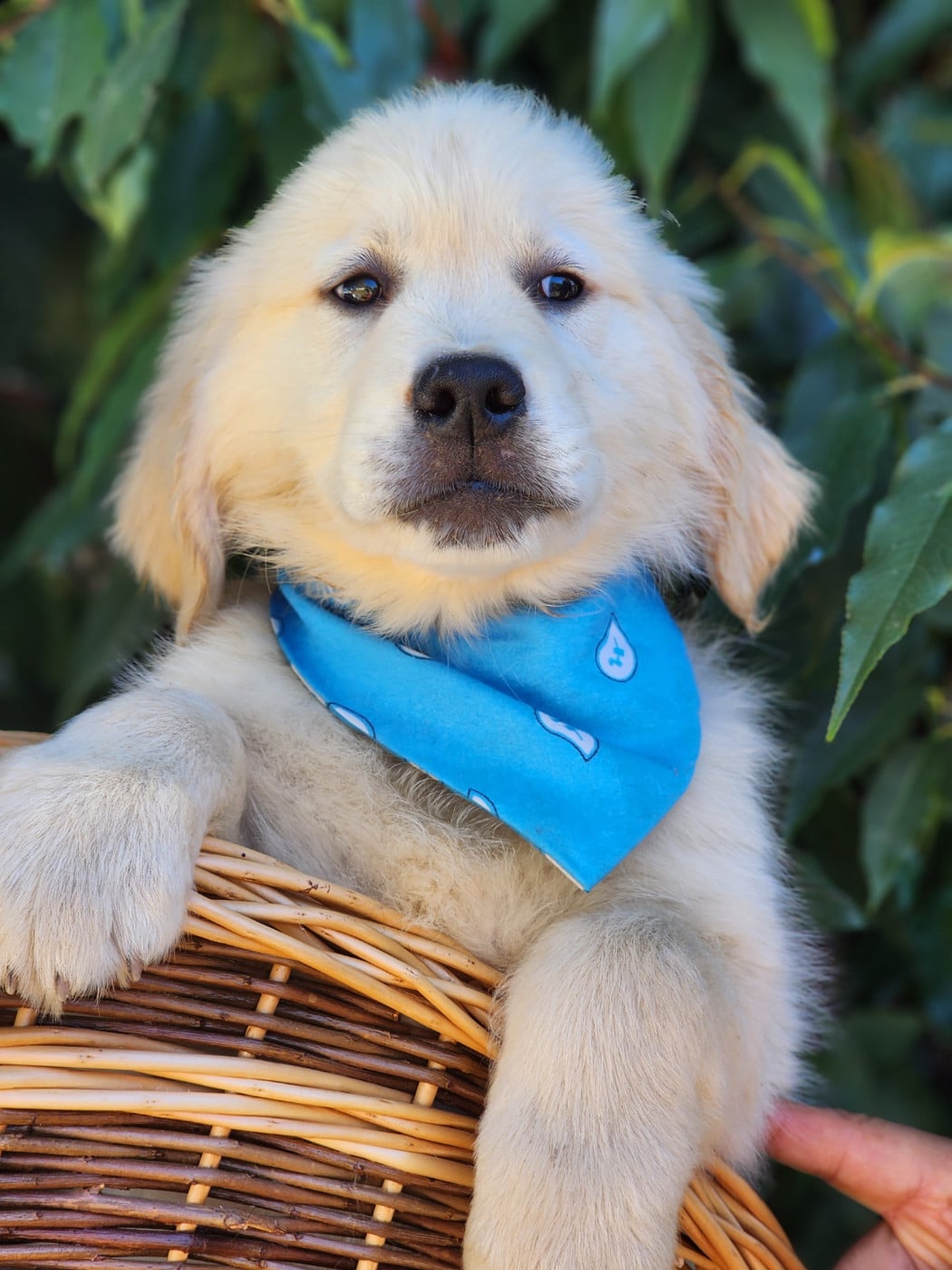 Golden Retriever - des Anges de la Claie
