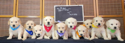 Les chiots de Golden Retriever