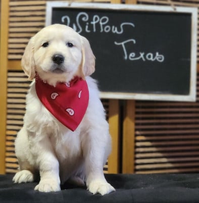 Les chiots de Golden Retriever